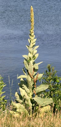 Common mullein, 