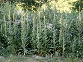 A dense infestation of common mullein.
