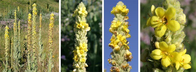 The tall inflorescences of common mullein, with the flowers blooming in a spiral up the stalk. Individual flowers have 5 petals.