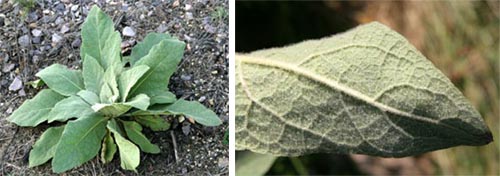 A first year rosette (L) and the 