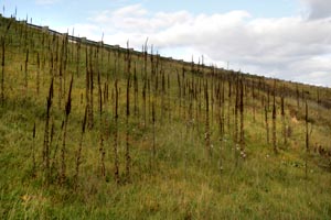 The old flower stalks are persistent and conspicuous.