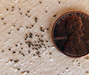 The small seeds of common mullein.