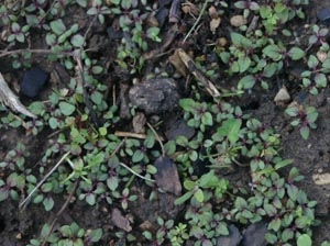 Verbena bonairiensis seedlings.