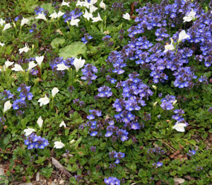 Veronica and Mazus reptans (white flowers).