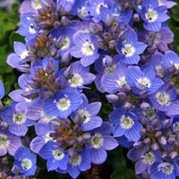 Veronica 'Blue Reflection' flowers.