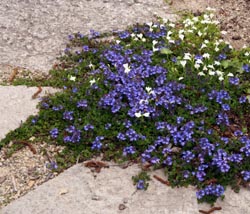 Veronica 'Blue Reflection' growing among flagstones.