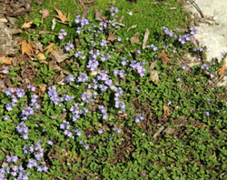 Veronica liwanensis in bloom.