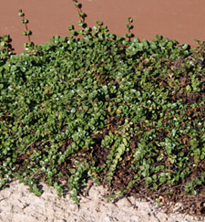 Veronica oltensis in the summer.