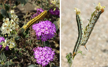 White-lined sphinx moth larvae in Anza Borrego Desert State Park, San Diego Co., California.