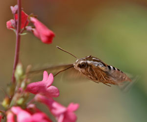 A white-lined sphinx moth hovers to take nectar from penstemon flowers with its long proboscis.