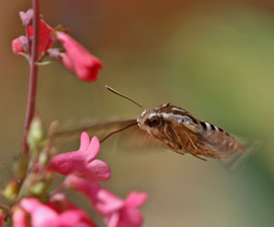 sphinx moth life cycle