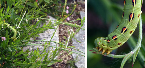 White-lined sphinx larvae feeding on Gaura lindheimeri.