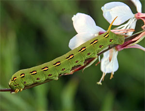White-lined sphinx caterpillar on gaura.