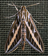 Detailed information on White Lined Sphinx (Hyles lineata)