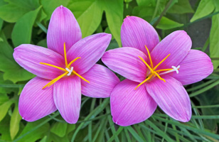 Pink rain lilies typically bloom after a soaking rain.
