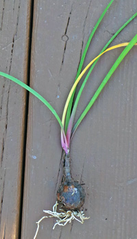 Each reddish bulb has a tuft of grass-like leaves.