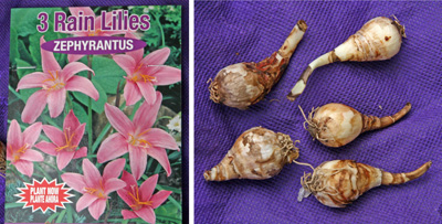 Pink rain lilies are most commonly availble as bulbs.