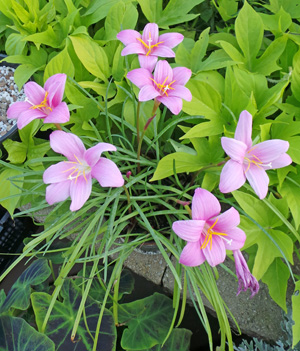 Pink Rain Lily Zephyranthes Grandiflora Wisconsin Horticulture