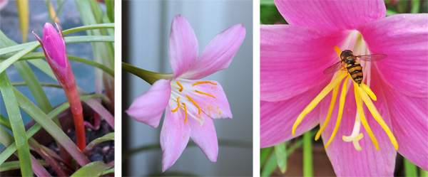 The solitary flowers (C) emerge from tight buds (L). Each has a three-parted stigma and golden anthers (R).