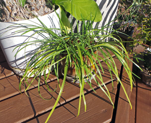 Pink rain lilies grow well in containers.