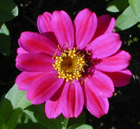 Profusion Cherry zinnia