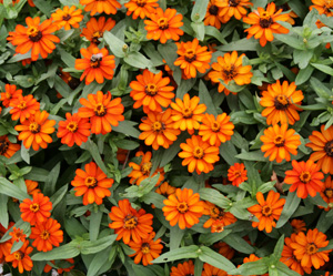 Profusion Orange zinnia