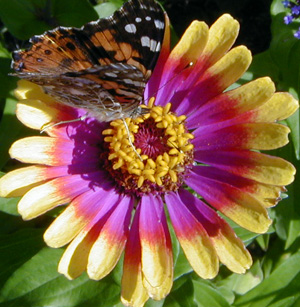 Sombrero zinnia.