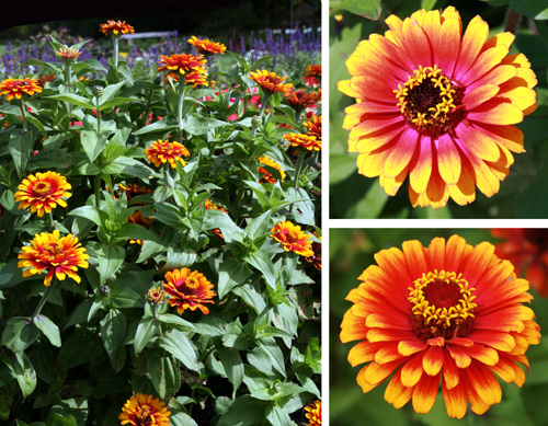 Zowie! Yellow Flame zinnia plant and flowers (young - top; older - bottom)