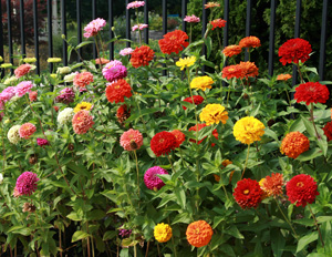 Zinnias come in a wide range of colors