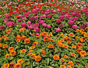 Zinnias are generally quick and easy to grow.