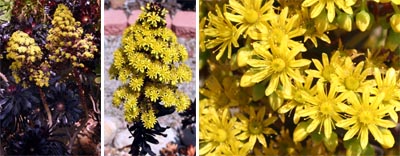 A. arboreum Schwartzkopf flowering.