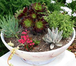 Aeoniums are a good addtion to a dish garden.