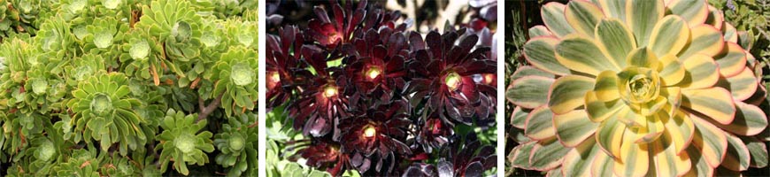 L-R: Unknown green culitvar of Aeonium; A. arboreum Schwartzkopf; and A. decorum Sunburst