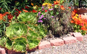 Aeoniums offer dramatic contrast to many other flowering plants.