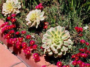 Aeoniums need porous, well-drained soil like other succulents do.