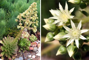 An unbranched Aeonium blooming and closeup of the flowers.