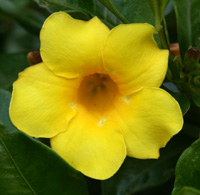 Allamanda cathartica flower.