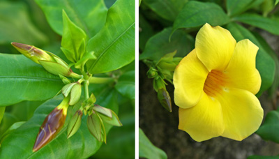 Buds and flower of Allamanda schotti.