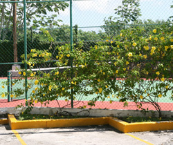 Golden Trumpet allowed to vine up a fence to form a colorful screen.