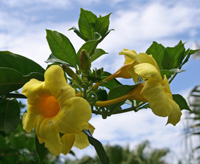 Flowers are borne at the tip of the shoots.