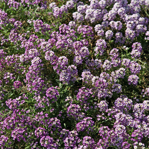 Alyssum Clear Crystals Lavendar Shades