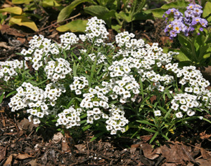 Sweet alyssum can be used as a seaonal ground cover.