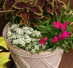 Alyssum is frequently used as a filler in containers or to cascade down the planters edge. 