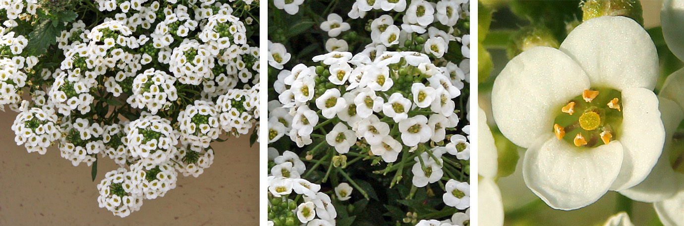 The tiny, four-petaled flowers (R) are borne in terminal racemes (C) that cover the plant (L).