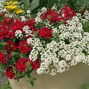 Image of Sweet Alyssum red flower