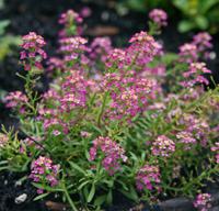 A pink-flowered alyssum.