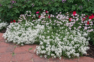 This low, spreading plant looks nice spilling out along a walkway.