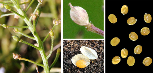 Alyssum inflorescence (L) with seedpod (middle, top) and oval seeds (R). Each pod half contains one seed (middle, bottom).