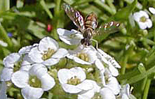 The small flowers are attractive to beneficial insects like this syrphid fly.