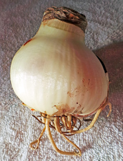 Amaryllis bulb.